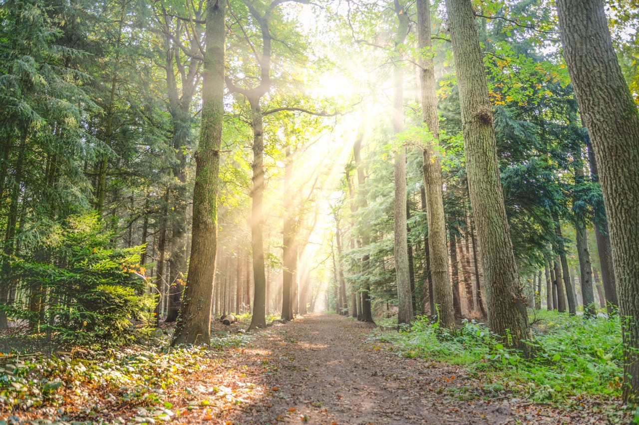 A path through the forest